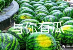 大学里的吃瓜