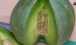 阑尾炎可以吃绿宝瓜吗,绿宝瓜的适宜性探讨