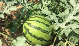 年代吃瓜文,回顾不同年代的热门吃瓜事件