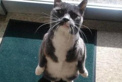 吃瓜猫效果,网络红人现象背后的趣味与思考