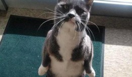 吃瓜猫效果,网络红人现象背后的趣味与思考