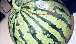 网红胶带吃瓜,揭秘网络红人的神秘生活