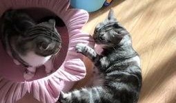 猫圈吃瓜,揭秘吃瓜群众的狂欢盛宴