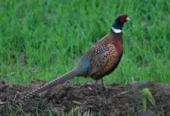 怎么预防野鸡吃瓜,夏季瓜果安全种植指南