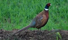 怎么预防野鸡吃瓜,夏季瓜果安全种植指南