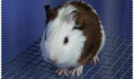 葵鼠吃瓜,一场别开生面的夏日盛宴