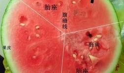 今年吃的瓜图片