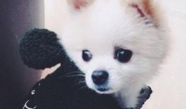 博美吃瓜怎么吃,轻松掌握瓜果美味新姿势