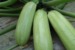 金丝绞瓜的嫩瓜可以吃吗,美味可口的天然美食