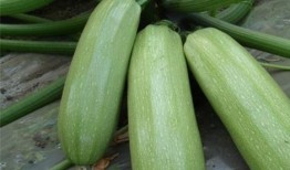 金丝绞瓜的嫩瓜可以吃吗,美味可口的天然美食