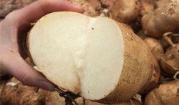 吃熟土瓜的好处,熟土瓜的神奇益处揭秘