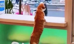 猫猫吵架路人吃瓜,路人围观，吃瓜群众现场直播