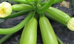 蔬菜大瓜怎么吃,蔬菜大瓜的多彩食法探索