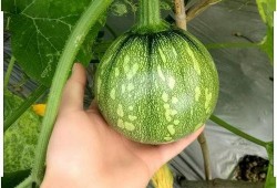 小刃吃瓜,揭秘娱乐圈背后的那些事儿