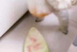 吃瓜派大星,揭秘吃瓜派大星的趣味生活