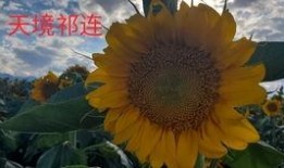 西北大漠吃瓜,探寻大漠中的甜蜜奇迹