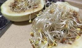 什么季节吃三白瓜,三白瓜的季节性美味