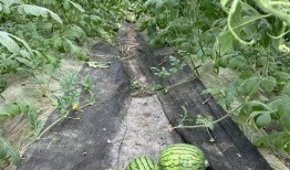 山长吃瓜,揭秘网络热传的神秘事件