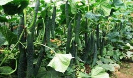 卖完瓜什么季节吃最好,夏日炎炎最宜食瓜时