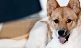 水瓜狗狗可以吃吗,宠物饮食指南揭秘