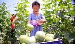 曹县翰林店吃瓜,吃瓜群众的欢乐盛宴