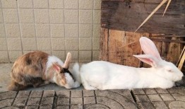 兔兔可以吃瓜叶吗