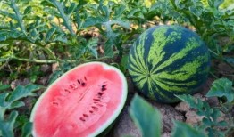 吃瓜吃到焦作,揭秘网络热点的背后故事