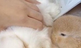 兔子可以吃焦瓜吗,营养与安全的探讨