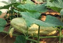 兔兔可以吃瓜叶吗