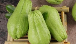 牙痛吃佛手瓜,天然草本植物的神奇功效