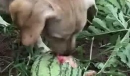 梦见瓜地里吃瓜,瓜地寻瓜，甜蜜滋味揭秘