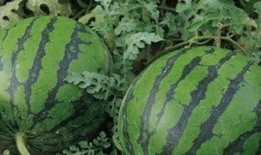 吃瓜到底是吃的什么瓜