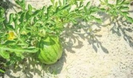 平潭县吃瓜,探寻海岛特色美食之旅