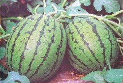 男朋友吃西瓜吃瓜心,揭秘男友的独特饮食习惯