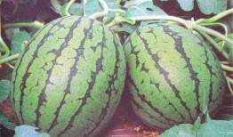 男朋友吃西瓜吃瓜心,揭秘男友的独特饮食习惯