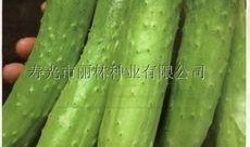 片瓜和黄瓜能一起吃吗,能否共食的饮食搭配探讨