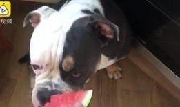 狗吃瓜消化吗,揭秘狗狗消化瓜果的秘密