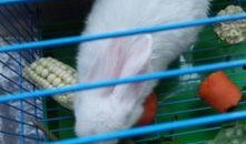 兔子多大可以吃哈密瓜,何时开始享用美味哈密瓜