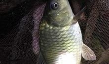 钓鱼吃瓜小说,揭秘钓鱼吃瓜背后的江湖风云