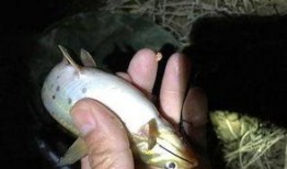 钓鱼吃瓜小说,揭秘钓鱼吃瓜背后的江湖风云