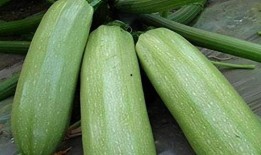 白玖在线吃瓜,揭秘娱乐圈幕后风云