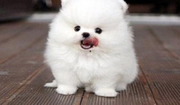 博美吃瓜怎么吃,轻松掌握瓜果美味新姿势