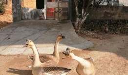 影视吃瓜鹅,吃瓜鹅带你揭秘娱乐圈幕后真相