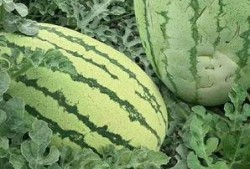 吃瓜到底是吃的什么瓜