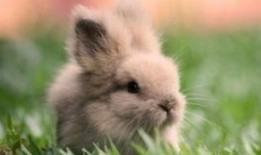 兔兔可以吃瓜叶吗