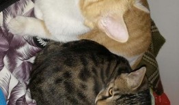 猫吃瓜后拉稀,揭秘瓜果对猫咪肠胃的影响