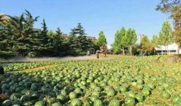 吃瓜技术学院,揭秘网络舆论背后的秘密与技巧