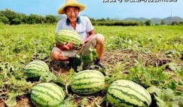 安新县吃瓜小视频,揭秘当地特色美食文化