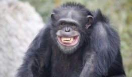 吃瓜女孩猩猩表情包