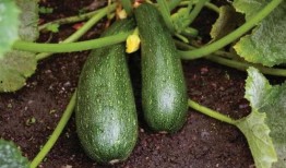 秋季吃瓜怎么吃好,美味又养生的吃瓜技巧